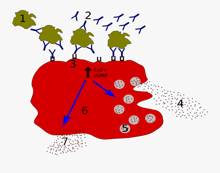 Mast Cell Degranulation, Transparent Clipart