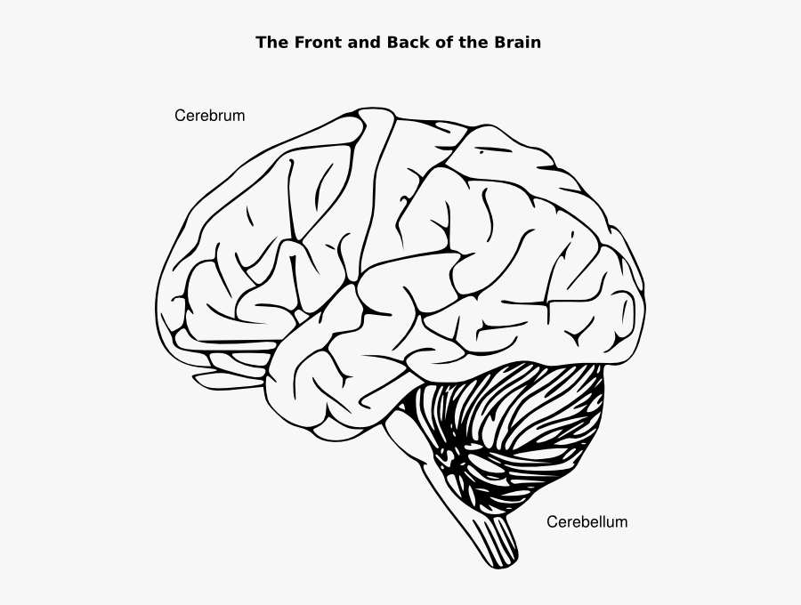 Transparent Background Brain Transparent, Transparent Clipart