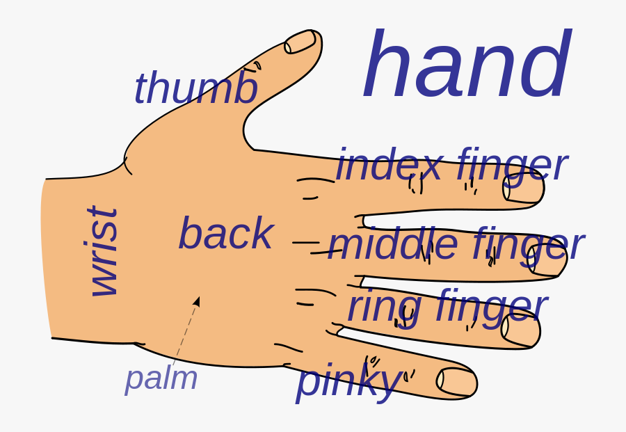 Image Credit - All Part Of Hand, Transparent Clipart