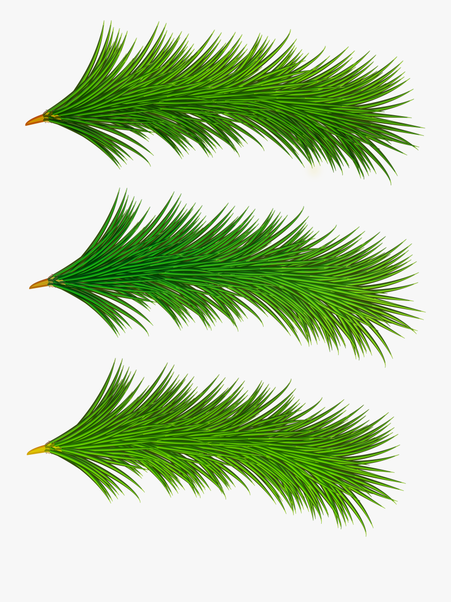 Tree Branches Png - Christmas Tree Branches Clipart Png, Transparent Clipart