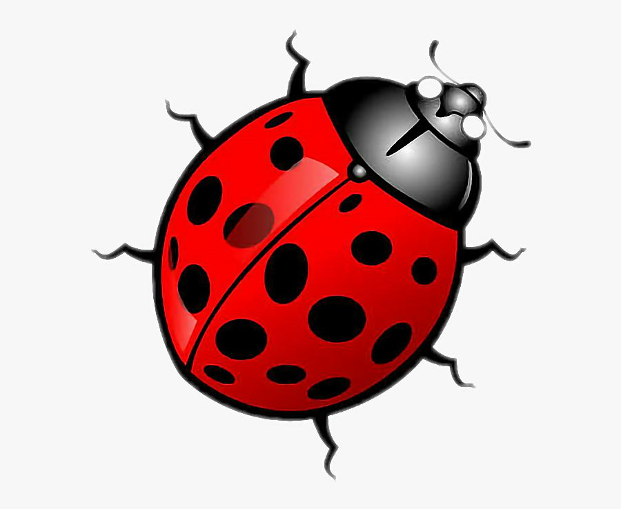 #insect #bug #clipart #blackred - Ladybug Vector, Transparent Clipart