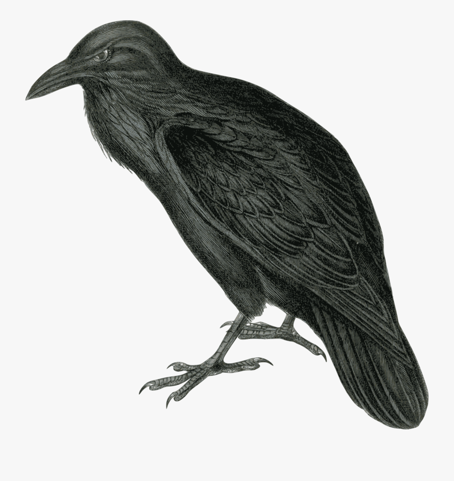 Raven Clipart, Transparent Clipart