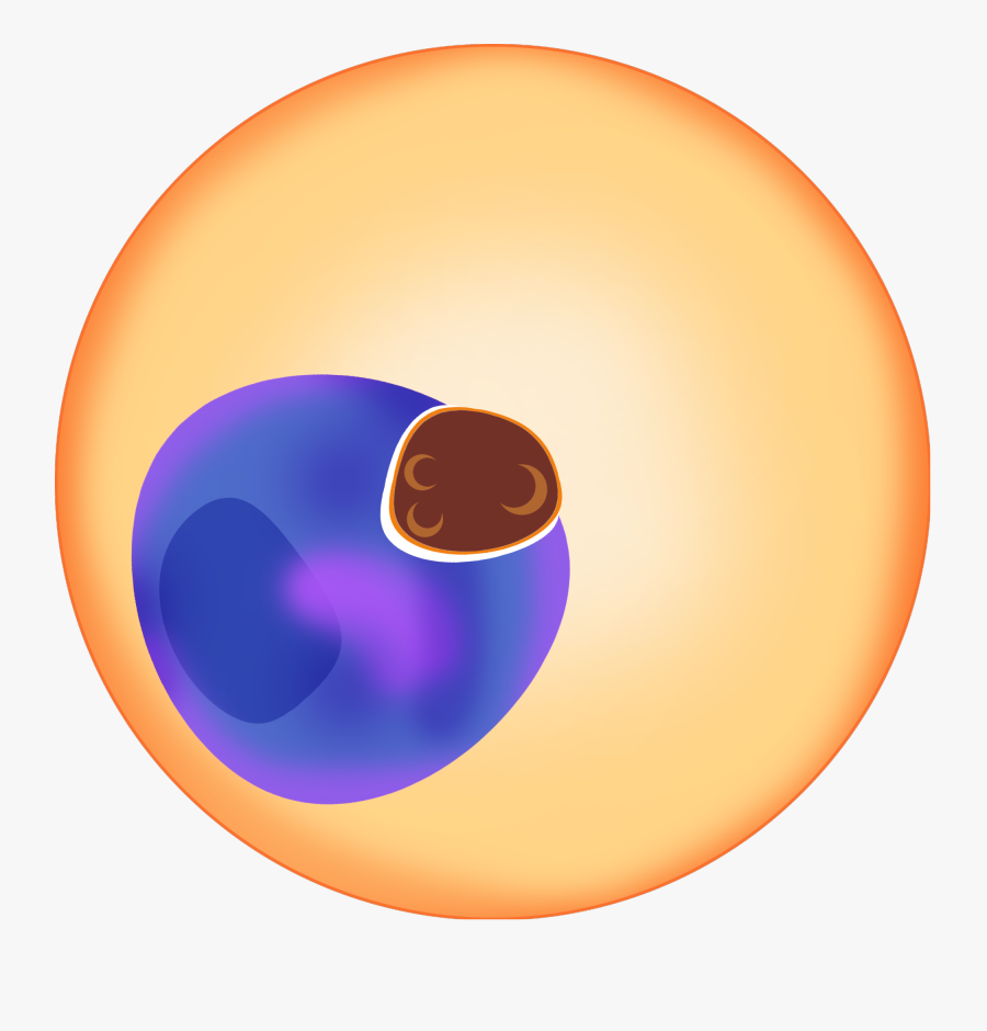 File Plasmodium Falciparum Trophozoite Svg Wikimedia - Circle, Transparent Clipart