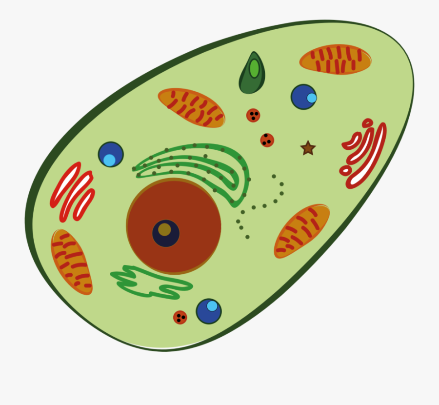 Area,circle,oval Plant Cell Clipart , Free Transparent