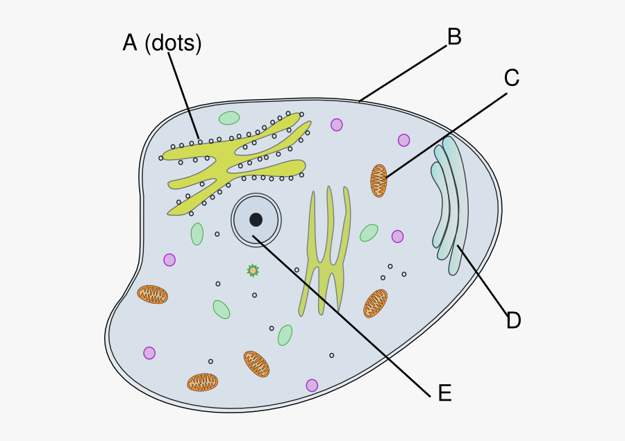 Cell Of A Chameleon, Transparent Clipart