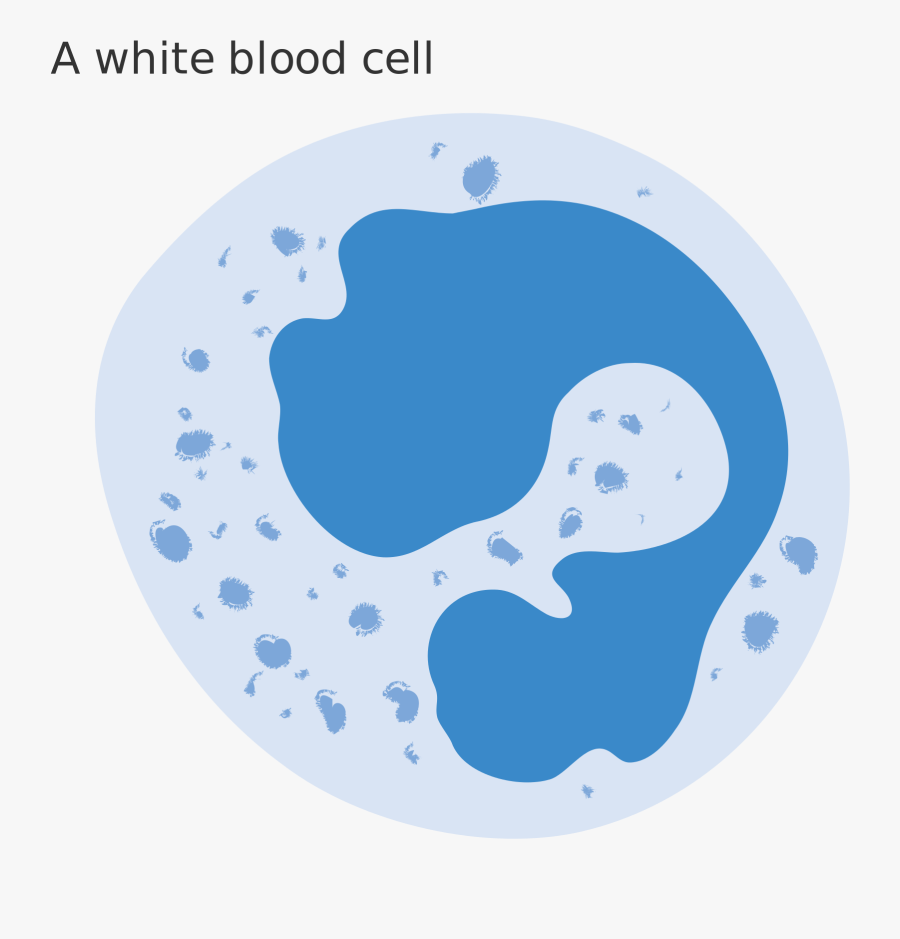 File Diagram Of A - Diagram Of Red Blood Cell And White Blood Cell, Transparent Clipart