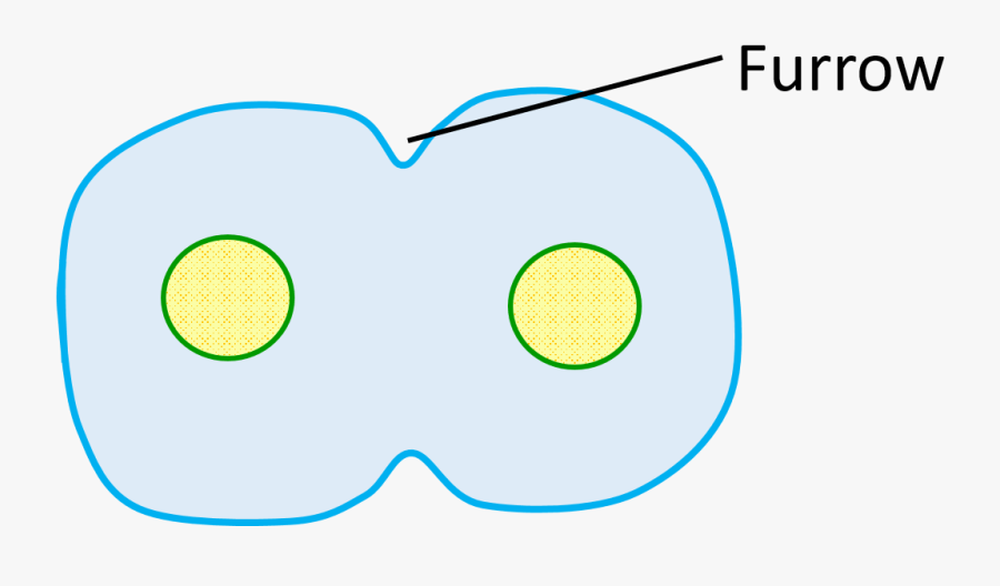 Furrow In Animal Cell - Circle, Transparent Clipart
