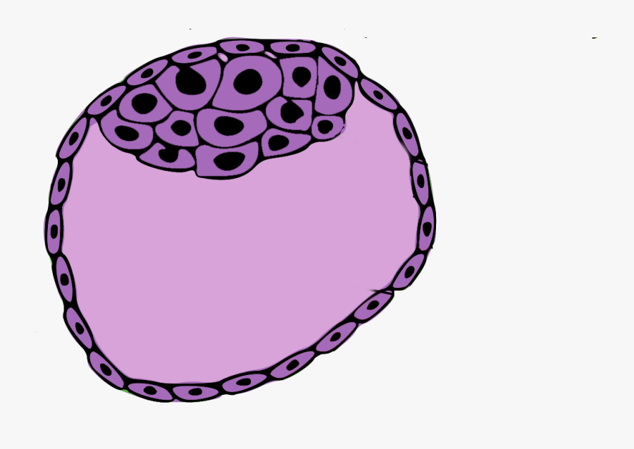 Daughter Cells May Not End Up Exactly Like The Parent - Blastosist Trofoblast, Transparent Clipart