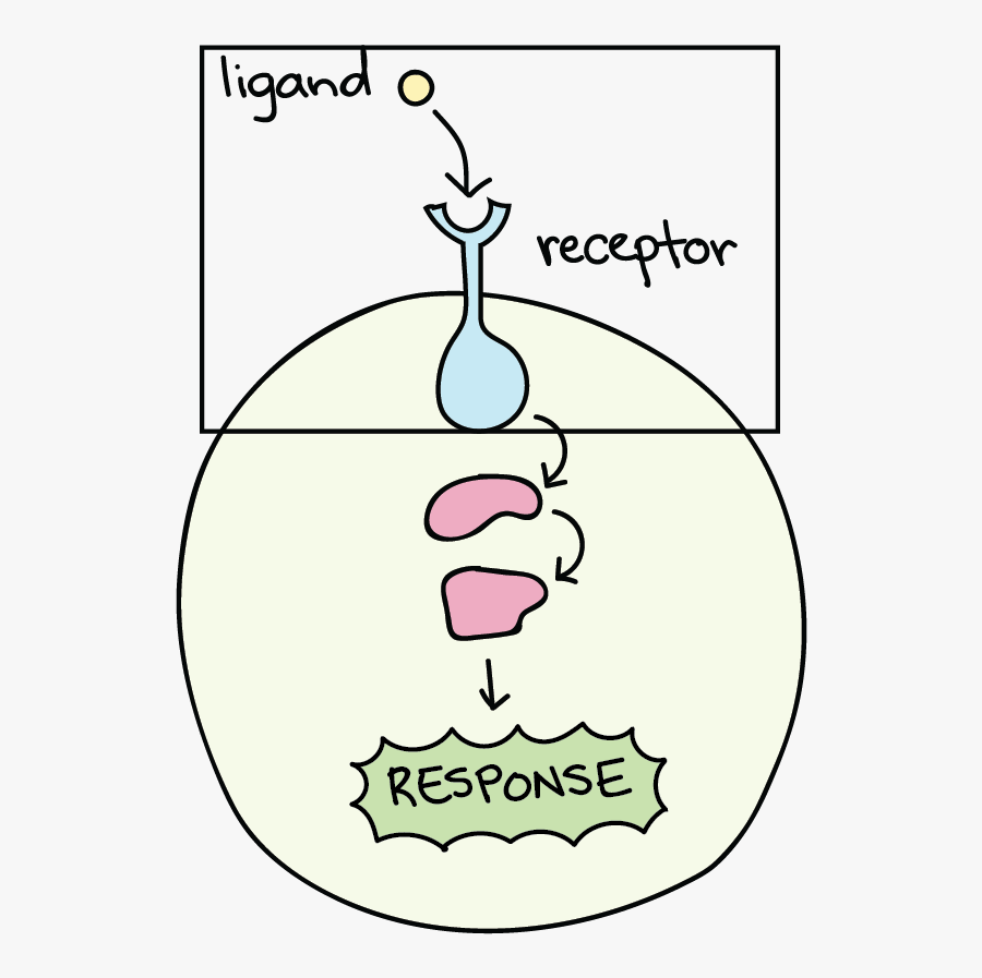 Receptor Biology, Transparent Clipart