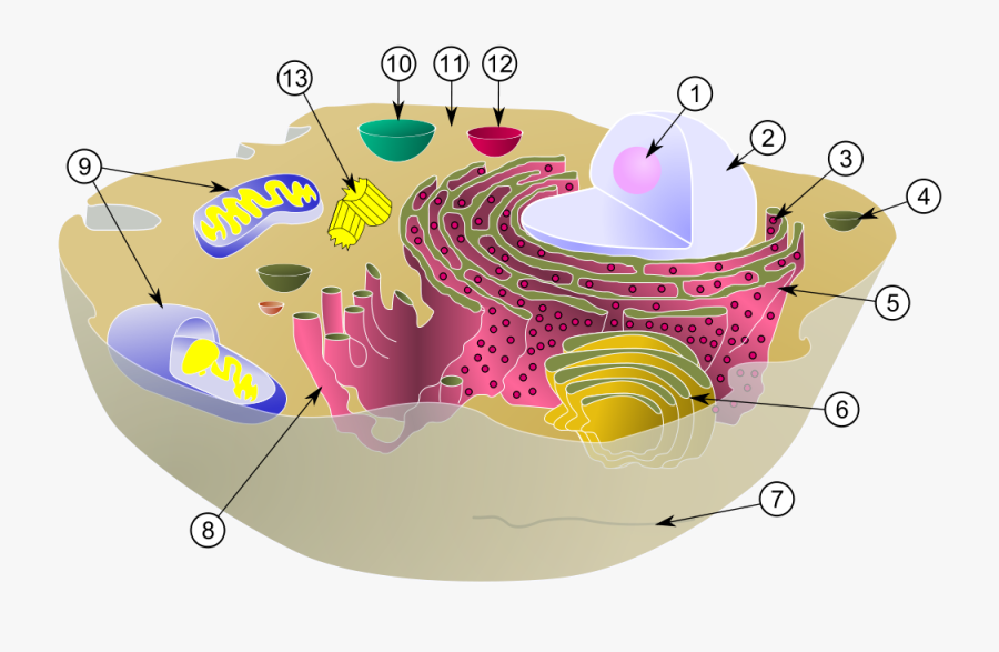 Structure Clipart Function - Intracellular Fluid In Cell, Transparent Clipart
