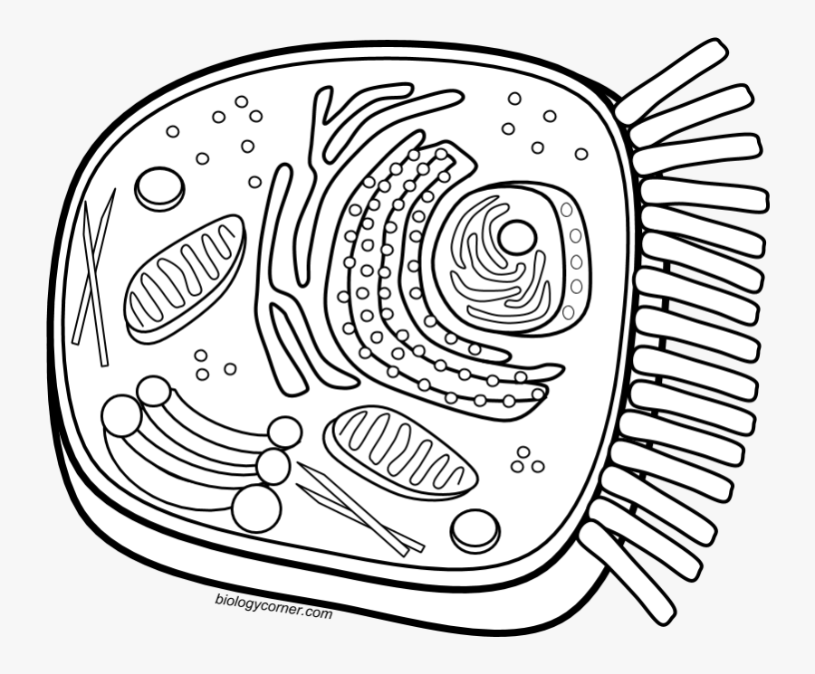 Animal Cell Coloring Page - Animal Cell Drawing Black And White, Transparent Clipart