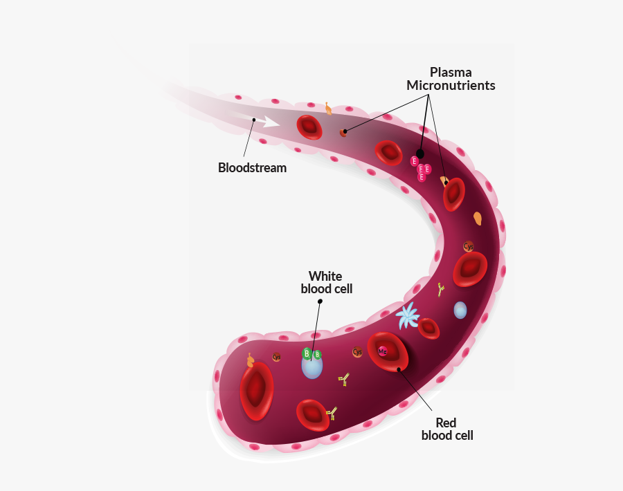 Transparent Red Blood Cell Clipart - Metastasis Pancreatic Cancer, Transparent Clipart