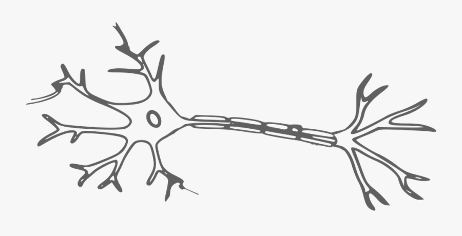 Brain, Neuron, Nerves, Cell, Science, Neurology - Neuron Clipart, Transparent Clipart