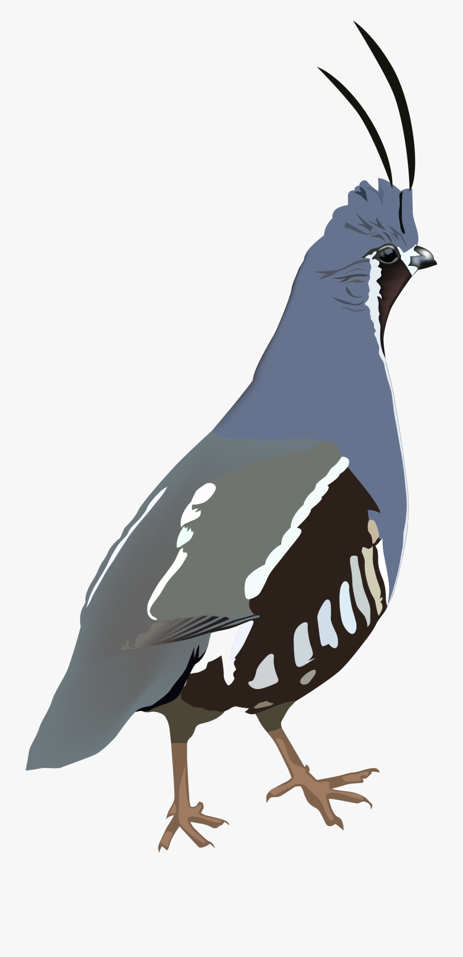 Mountain Quail Sticker Clipart , Png Download - Quail, Transparent Clipart