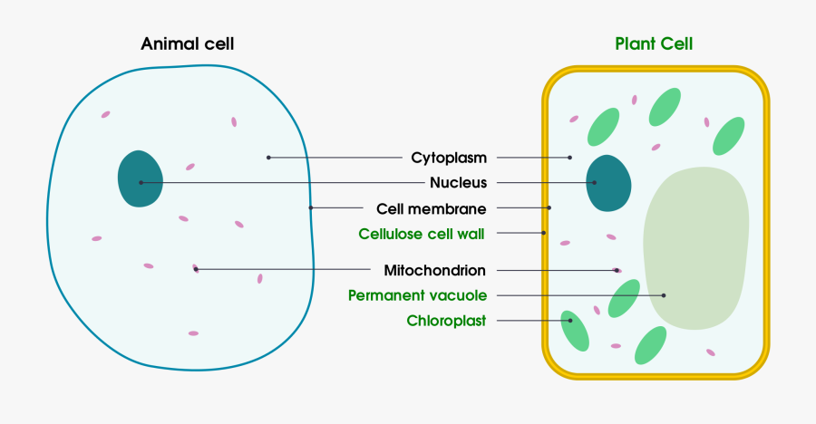 Animal And Plant Cell Diagram For Kids Clipart , Png - Plant Cell Simple ,  Free Transparent Clipart - ClipartKey