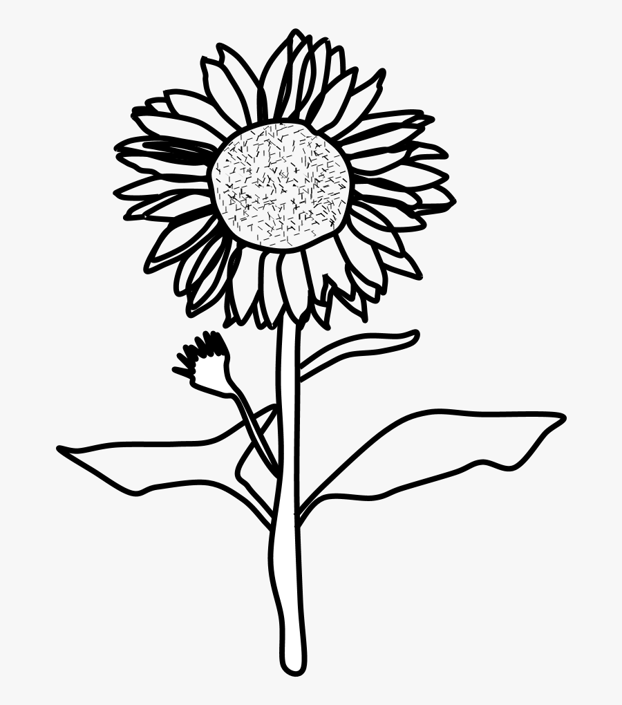 Sunflower, Black And White, Png - Sunflower Black And White, Transparent Clipart