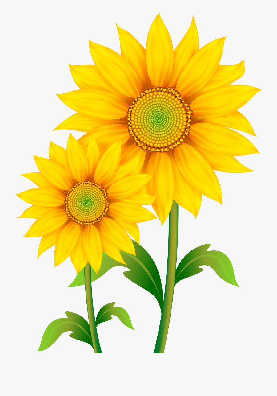 Transparent Png Image Gallery Picture Black And White - Transparent Background Sunflower Clipart, Transparent Clipart