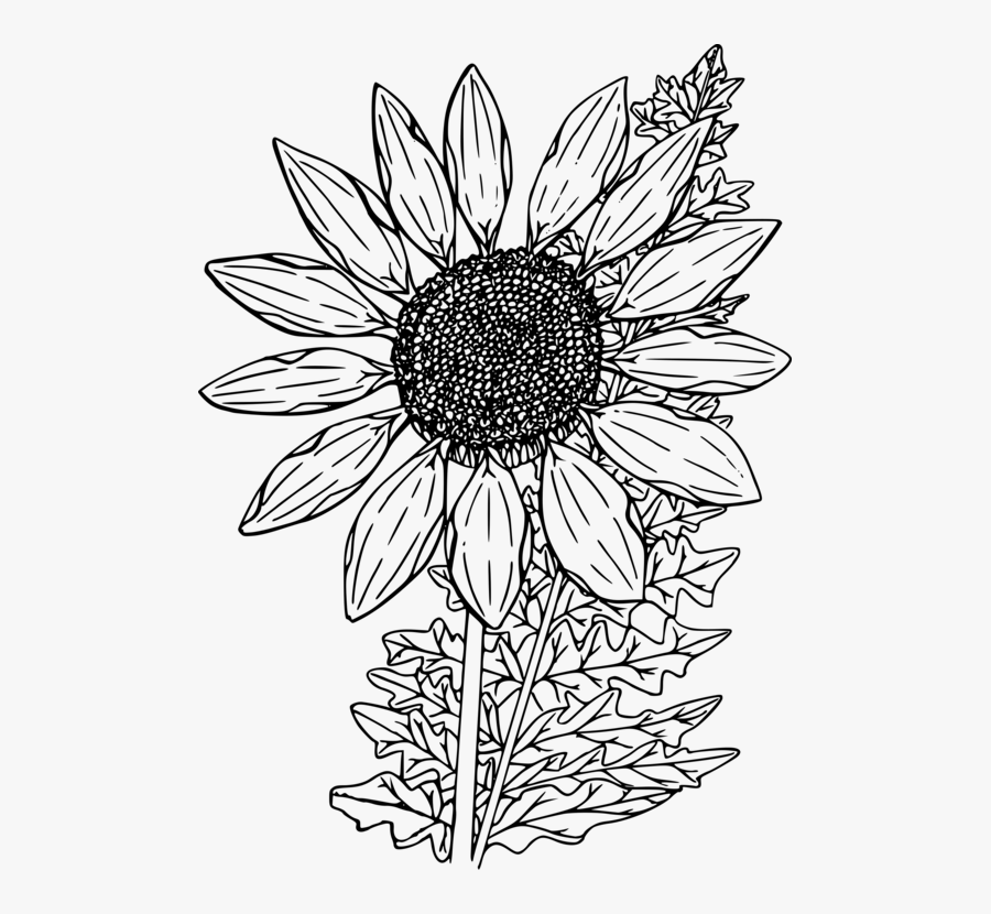 Symmetry,monochrome Photography,petal - Black And White Sunflower, Transparent Clipart