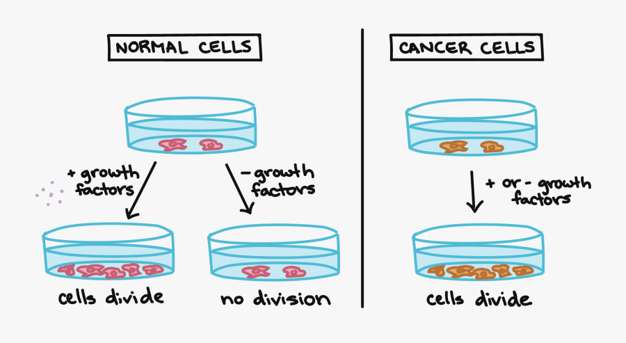 Clip Art Free Library Cancer Clipart Body Cell Free - Cell, Transparent Clipart