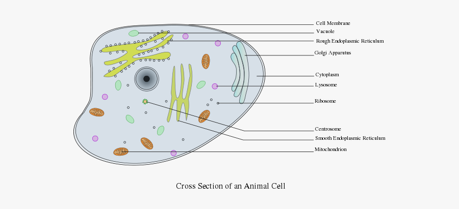 Animal Cell Labelled Animal Cell Labeled Gcse Free Transparent