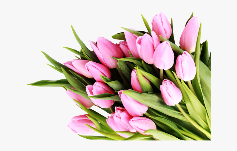 Congratulation Quotes For New Business, Transparent Clipart