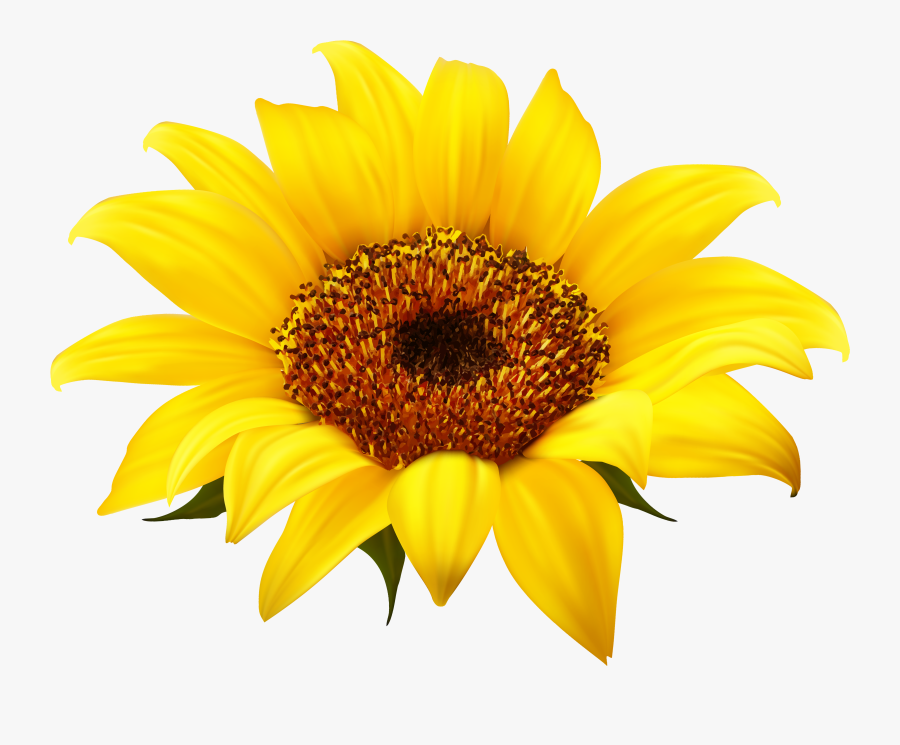 Sunflower Clipart Image Gallery High-quality Transparent - Transparent Background Sunflower Clipart, Transparent Clipart