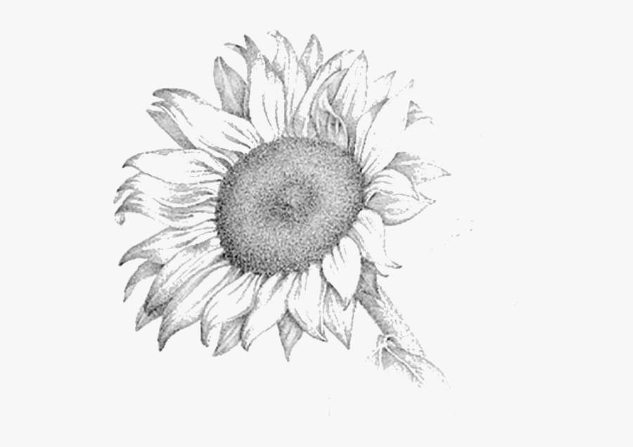 Sunflower Drawing Png Sunflower Pencil Drawing- - Pencil Drawing Of A Sunflower, Transparent Clipart