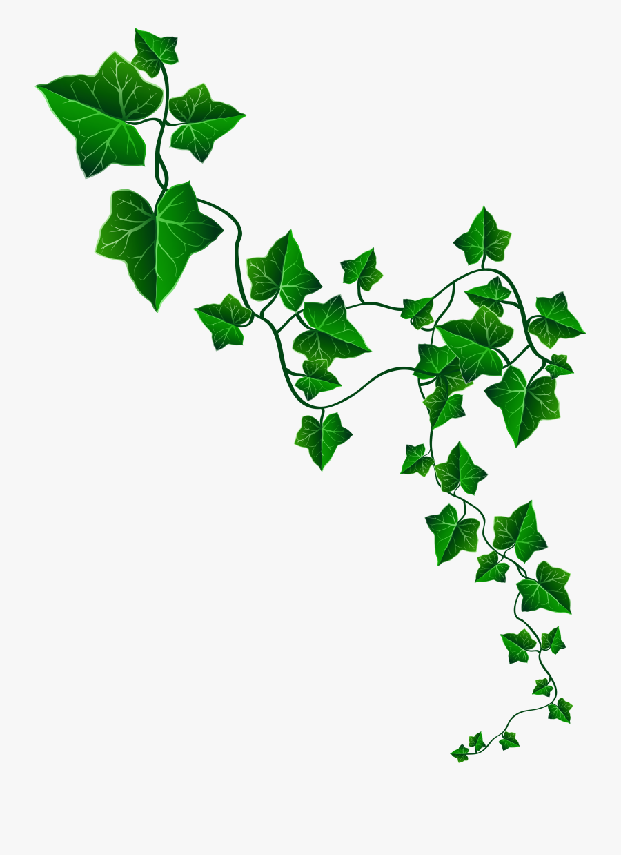 Vine Ivy Decoration Png Clipart Image - Ivy Leaves Drawing, Transparent Clipart
