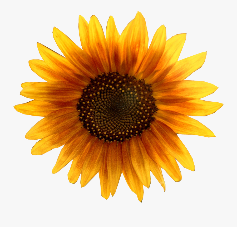 Sunflower - Imagenes De Girasoles Con Fondo Blanco, Transparent Clipart