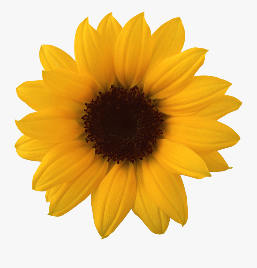 Sunflower Clipart Half - Transparent Background Sunflower Png, Transparent Clipart