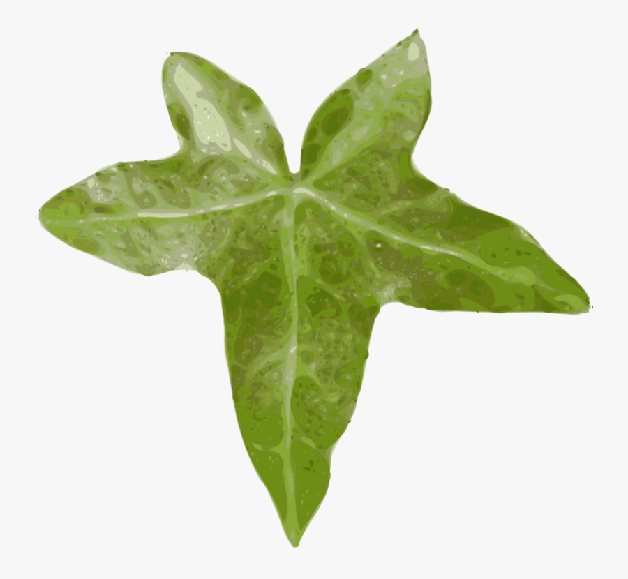 Ivy Family,plant,leaf - Leaf Clip Art, Transparent Clipart