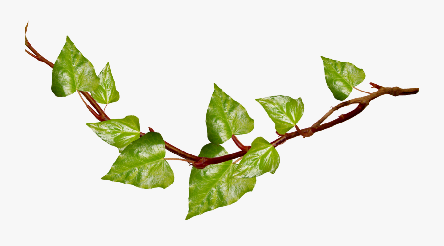 English Ivy Clipart - Transparent Background Vine Clipart, Transparent Clipart