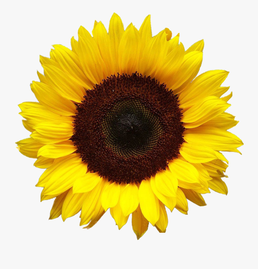 Sunflower Clipart Png - Sunflower Png, Transparent Clipart