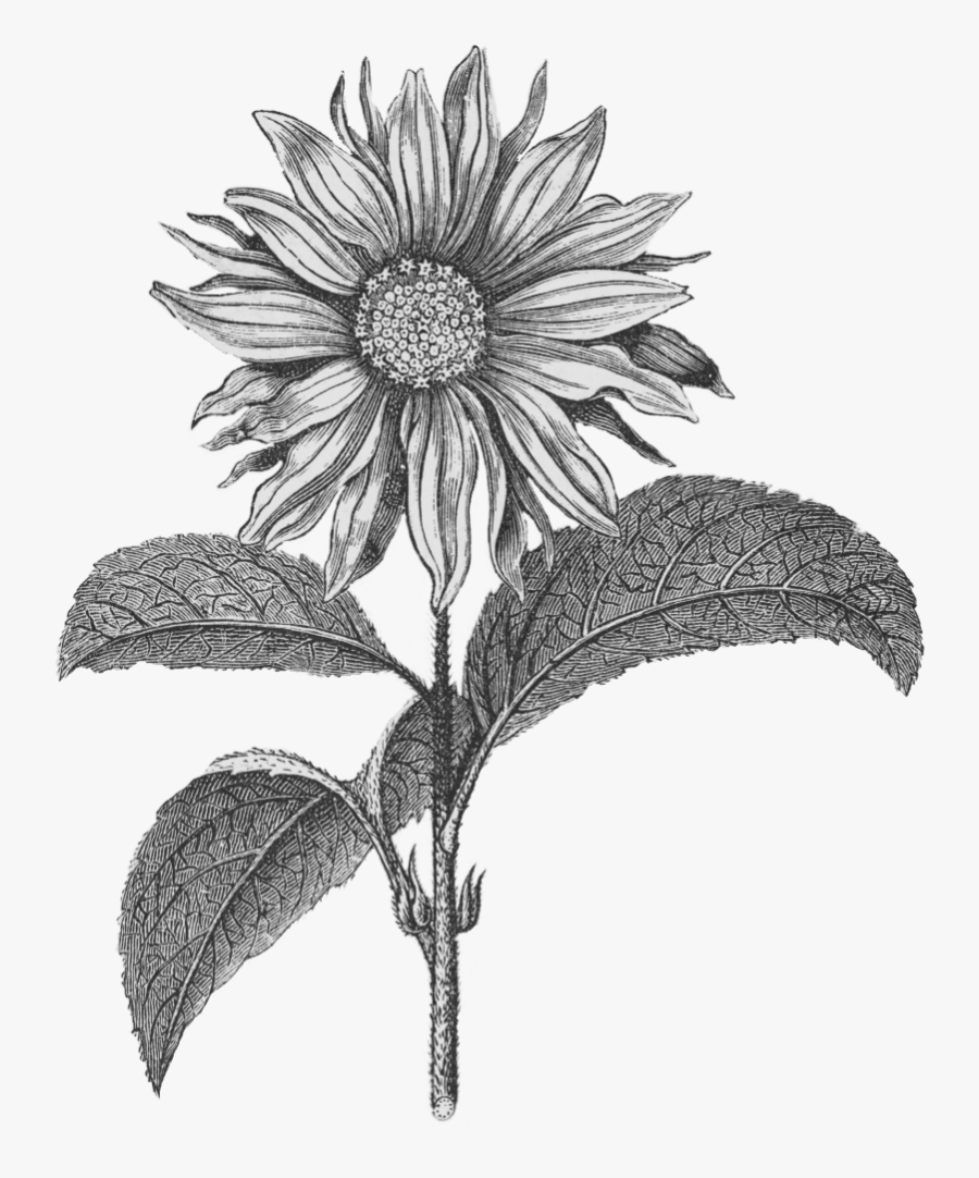 Sunflower Png Black N White Free Transparent Clipart Clipartkey