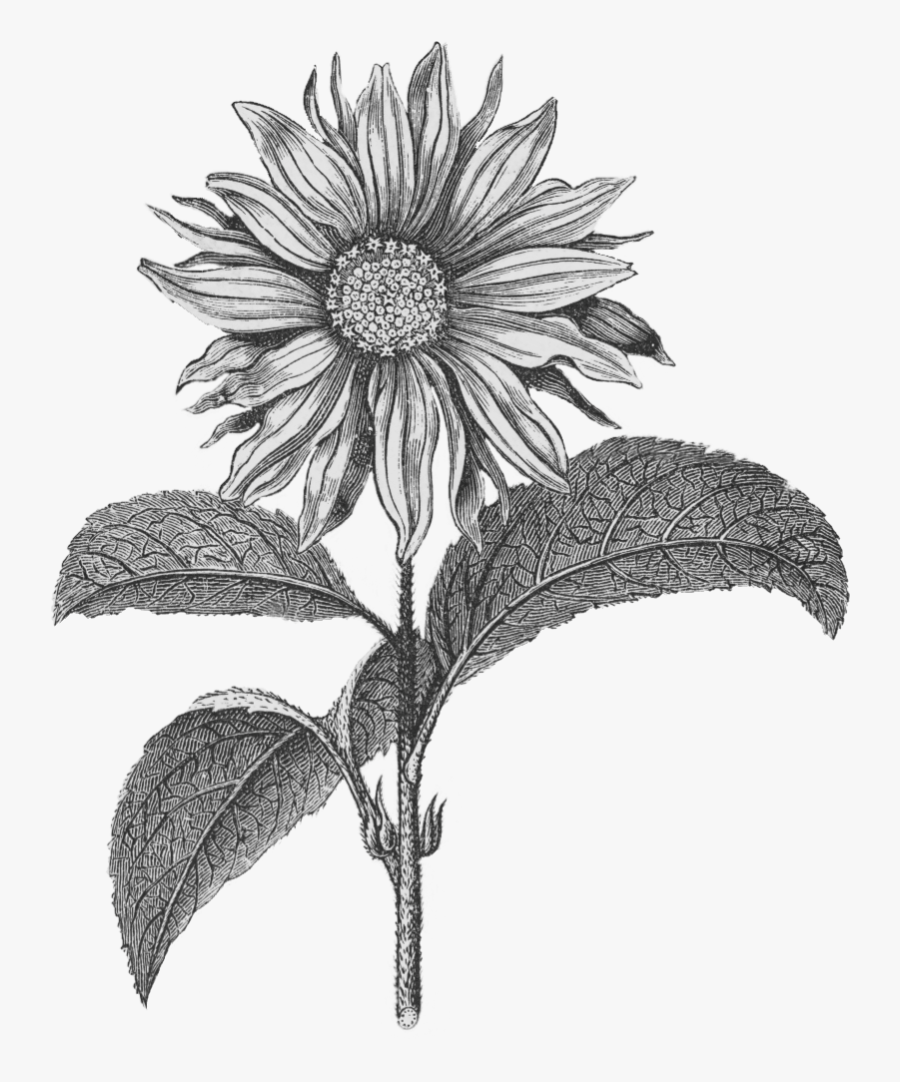 Sunflower Png Black N White, Transparent Clipart