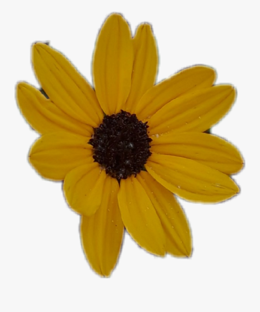 Transparent Sunflower Clipart - Aesthetic Anime Sunflower Png, Transparent Clipart