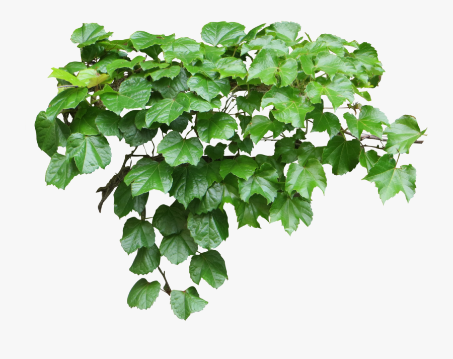 Clear Cut High Resolution Ivy Clipart - Ivy Plants Png, Transparent Clipart