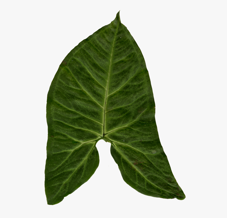 My Ivy Leaf Texture - Xanthosoma, Transparent Clipart