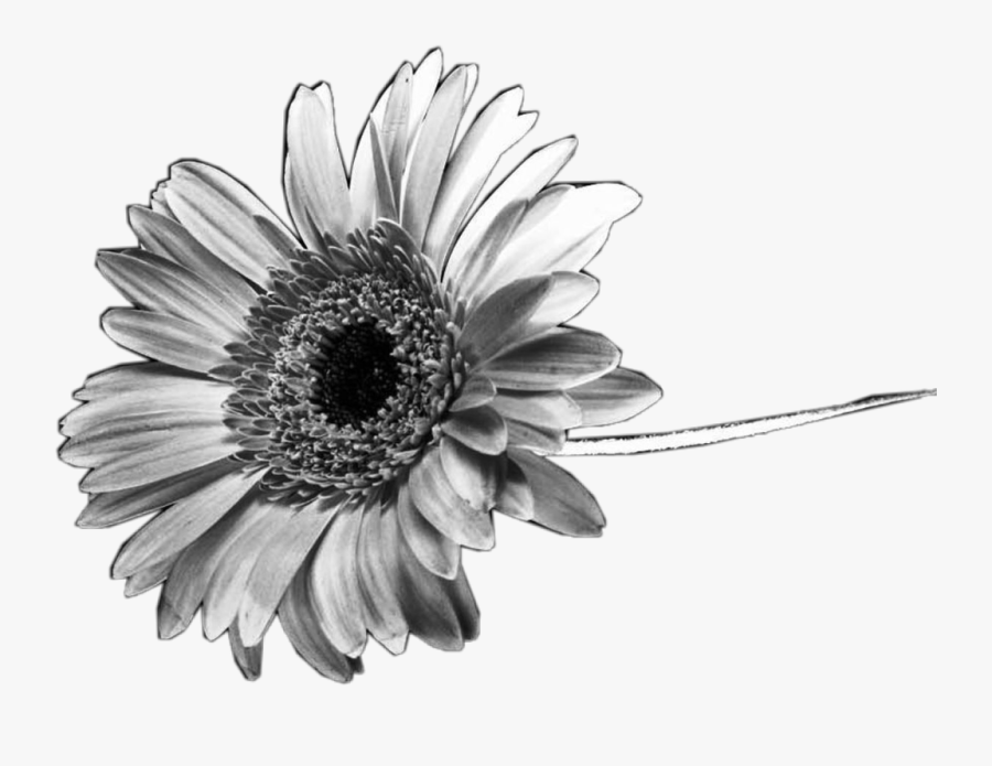 #black #white #sunflower #flower #interesting #nature - Transparent Black And White Sunflower, Transparent Clipart