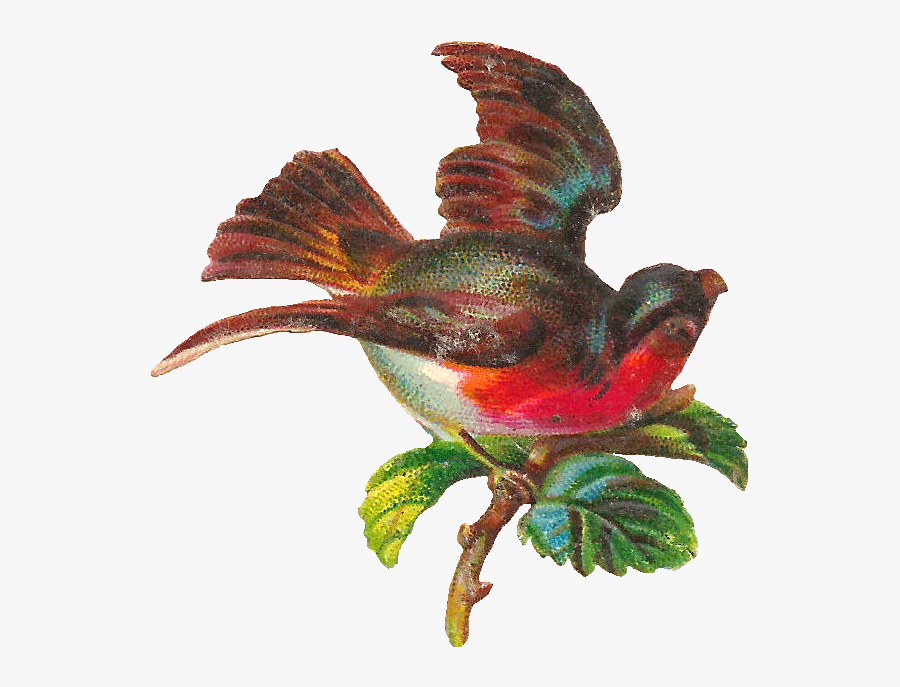 Antique Images - Hummingbird, Transparent Clipart