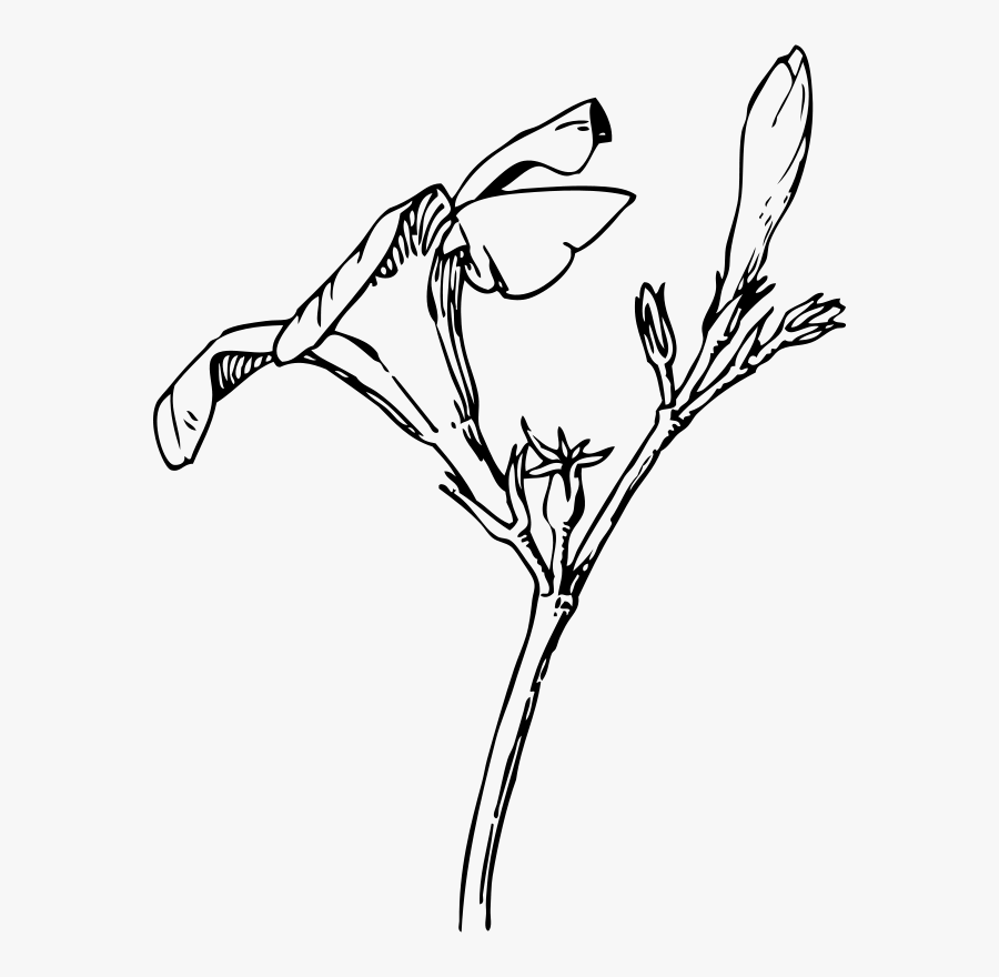 Transparent Flower Drawing Png - Flower Bud Clipart Black And White, Transparent Clipart