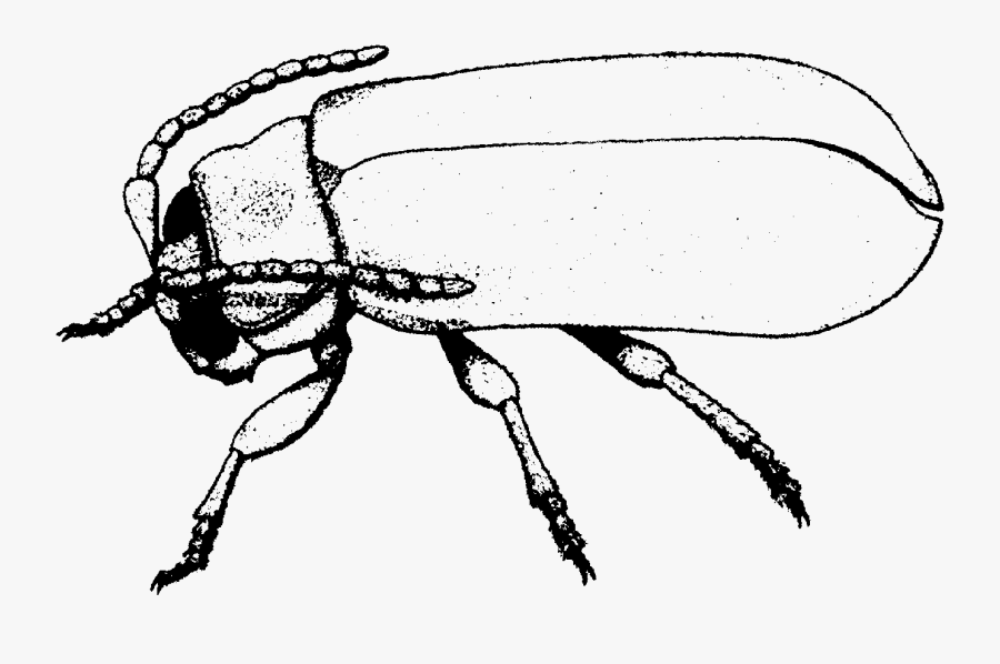 Png Freeuse Download Bugs Drawing Firefly, Transparent Clipart