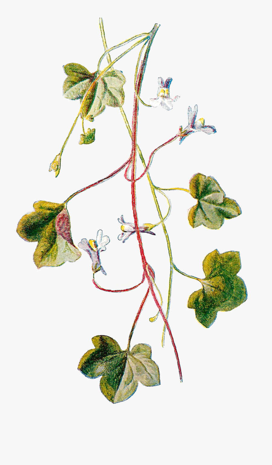 Flower Wildflower Clipart Image Botanical Art Digital - Vintage Botanical Illustration Ivy, Transparent Clipart