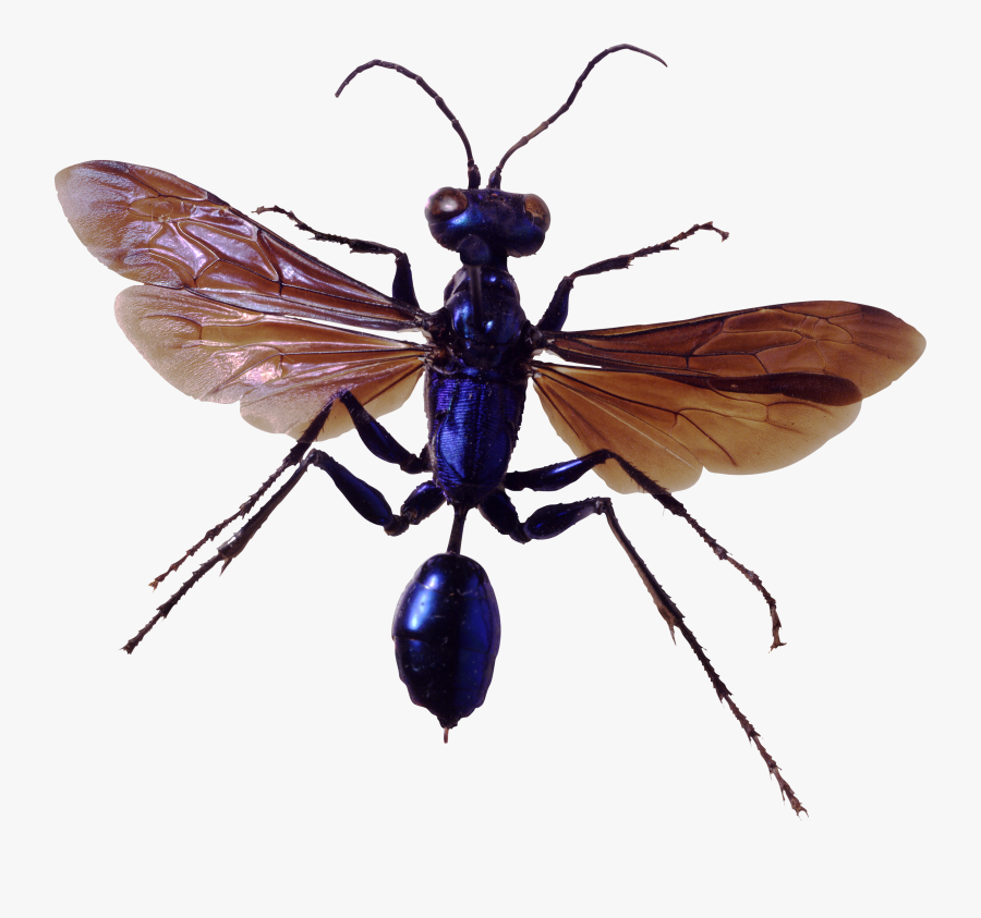 Transparent Background Bug Png, Transparent Clipart