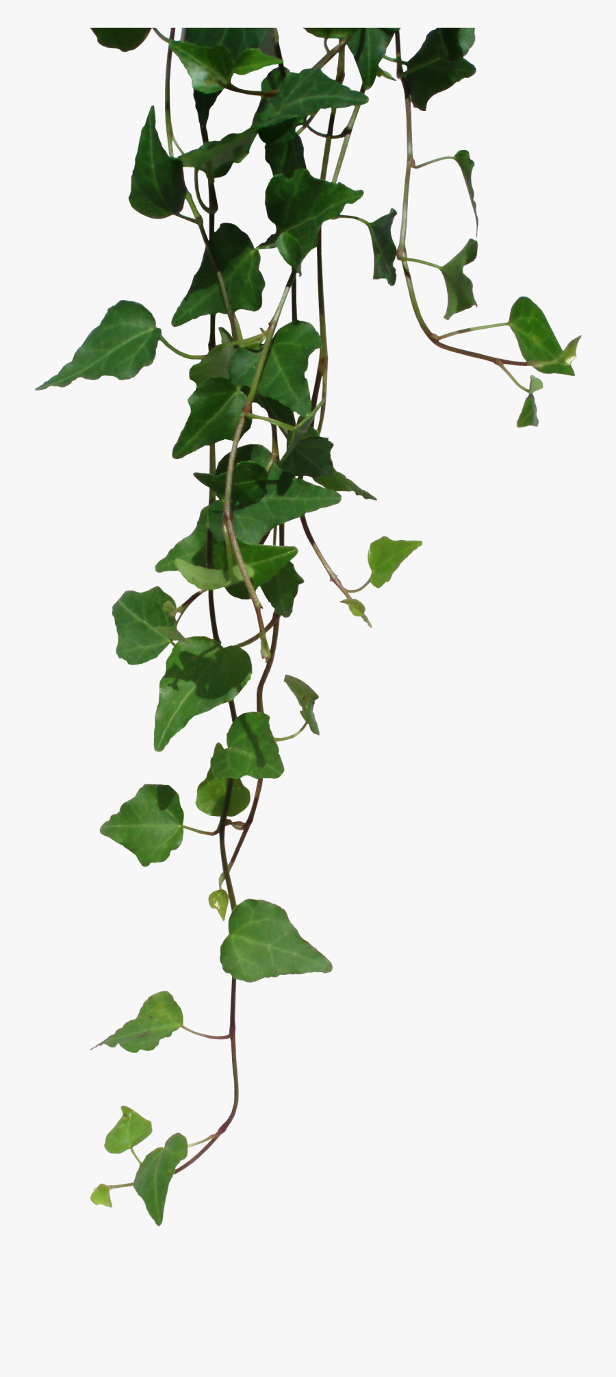 Transparent Ivy Png, Transparent Clipart