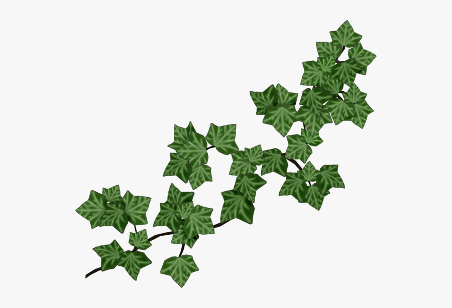 Transparent Ivy Vine Png - Leaves On Vine Clip Art, Transparent Clipart