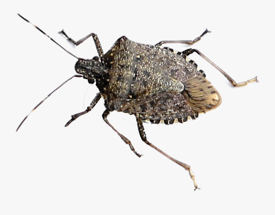 Bugs Png Clipart - Stink Bug, Transparent Clipart