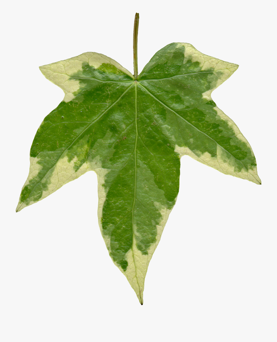 Clip Art Ivy Texture - Watercolour Ivy Leaf, Transparent Clipart