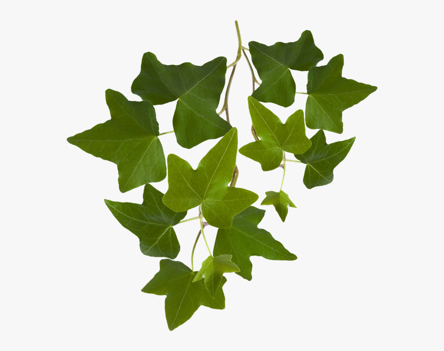 Efeu, Sträuße, Blüten - Ivy Leaves Png Free, Transparent Clipart