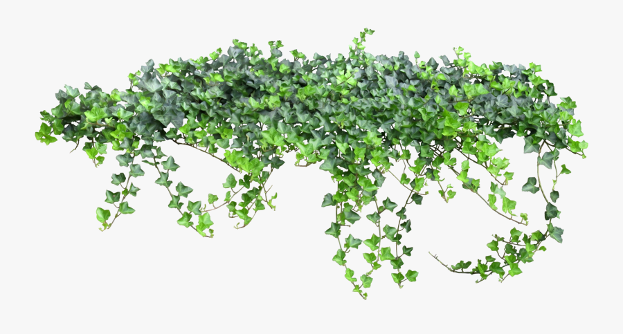 Tale Fairy Vine Ivy Texture Png Free Photo Clipart - Transparent Background Ivy Png, Transparent Clipart